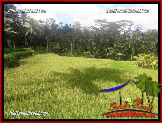 JUAL Tanah di Ubud 25 Are View sawah, lingkungan Villa