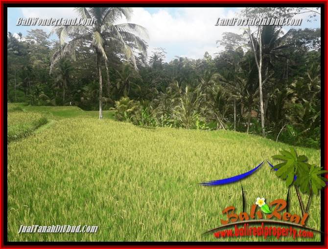 JUAL Tanah di Ubud 25 Are View sawah, lingkungan Villa