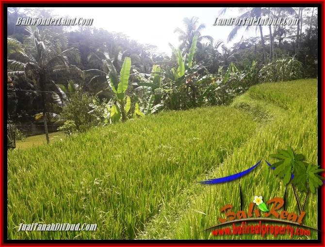 JUAL Tanah di Ubud 25 Are View sawah, lingkungan Villa