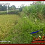 JUAL Murah Tanah di Ubud Bali 4 Are View sawah, lingkungan Villa