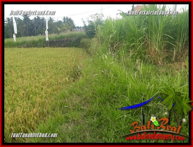 JUAL Murah Tanah di Ubud Bali 4 Are View sawah, lingkungan Villa