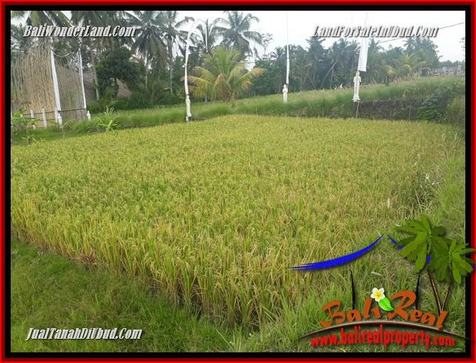 JUAL Murah Tanah di Ubud Bali 4 Are View sawah, lingkungan Villa