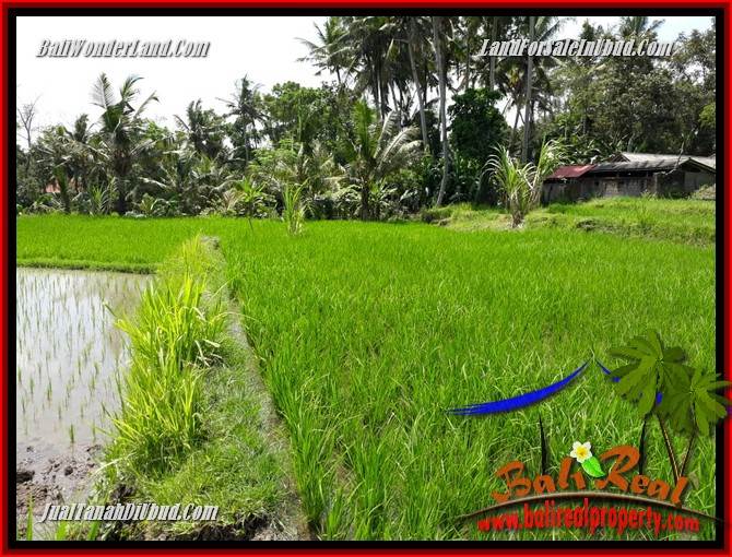 JUAL Murah Tanah di Ubud Bali 24 Are di Ubud Pejeng