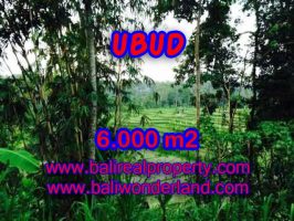 Jual tanah di Ubud Bali 60 Are di Dekat sentral Ubud