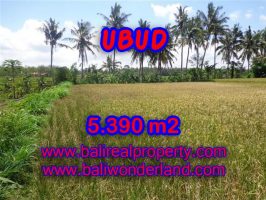 Tanah di Ubud Bali dijual 5.390 m2 View sawah dan sungai di Ubud Mas