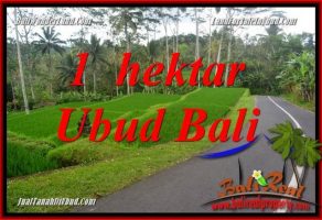 JUAL Murah Tanah di Ubud 10,000 m2  View Sungai dan Tebing